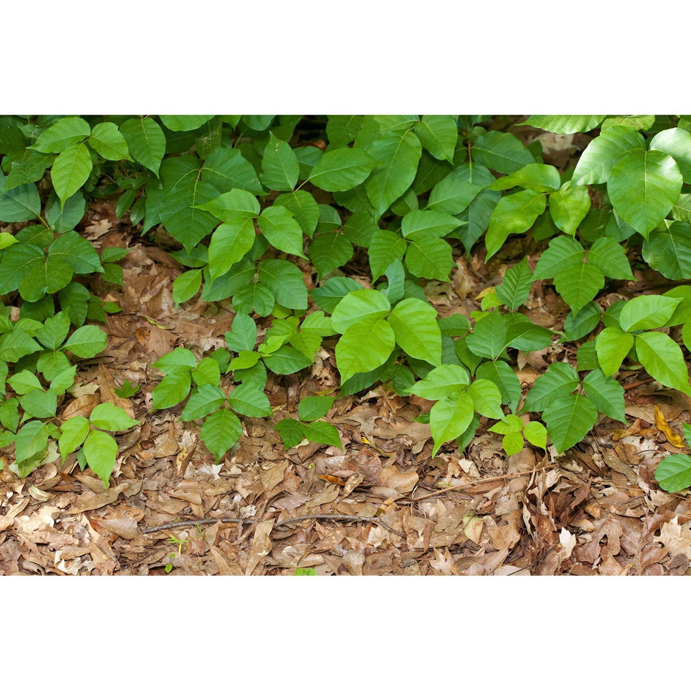Beware of green poison ivy plants with clusters of three leaves along forest edges. Keep Rhuli Gel Anti-Itch Gel handy for fast, cooling relief from poison ivy, insect bites, and more—perfect for outdoor protection in a 3 oz tube.